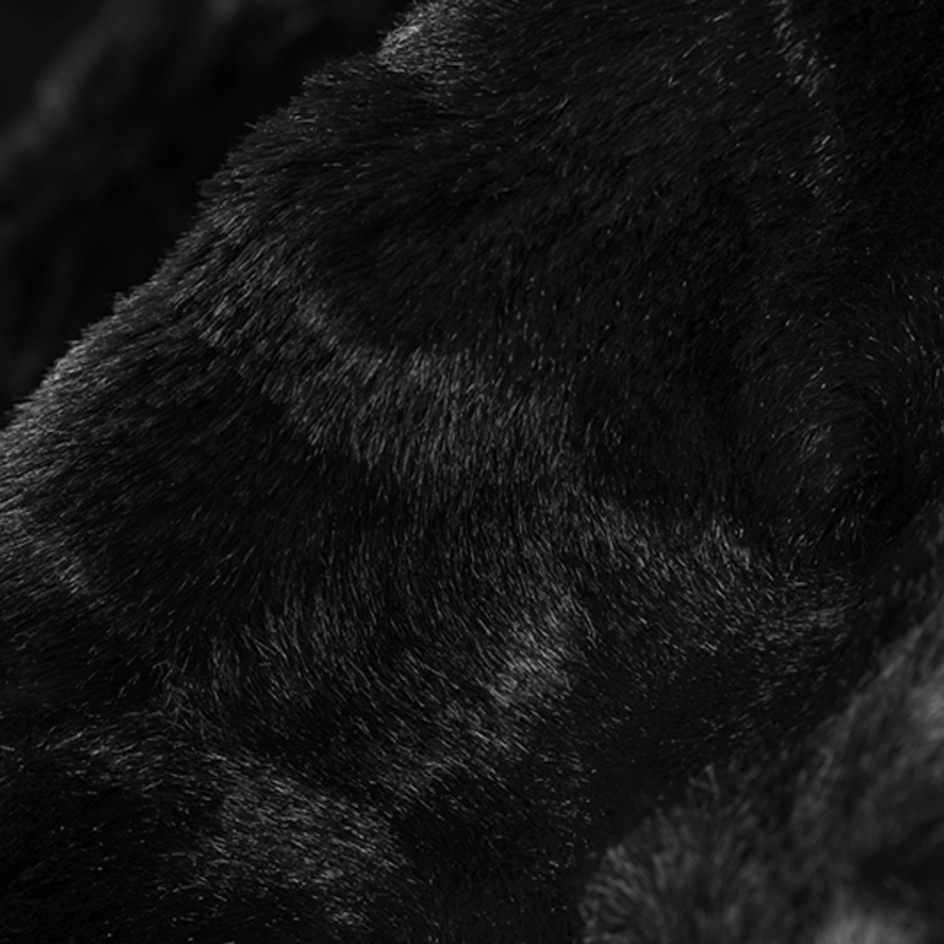 Black and White Cow Black Luna Luxe Minky Blanket